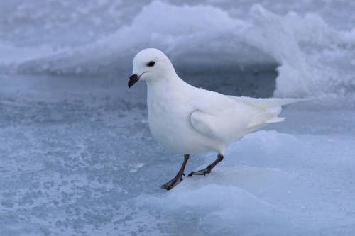 Snow petrel (Pagodroma nivea)